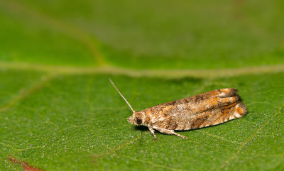 Epinotia abbreviana / Oranje oogbladroller 