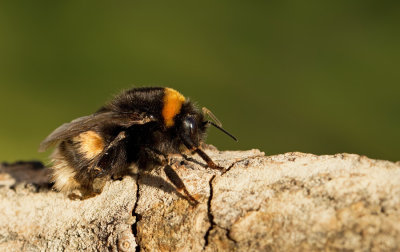 Buff-tailed Bumblebee / Aardhommel