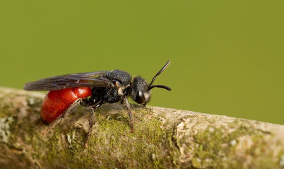 Sphecodes albilabris / Grote bloedbij