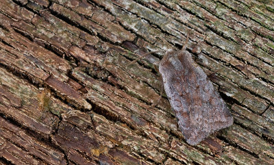 Red chestnut / Rode vlekkenuil