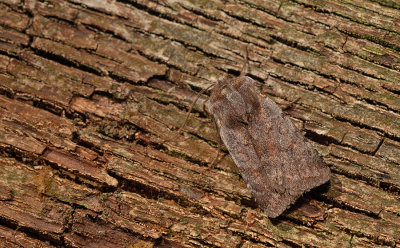 Red chestnut / Rode vlekkenuil