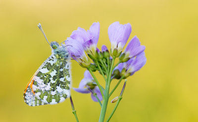 Orange Tip / Oranjetipje