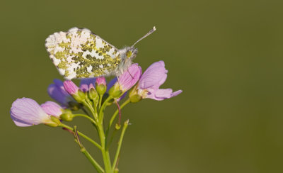 Orange Tip / Oranjetipje