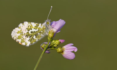Orange Tip / Oranjetipje