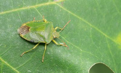 Green shield bug / Groene schildwants