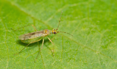 Dicyphus epilobii / Harig-wilgenroosjebochelwants 