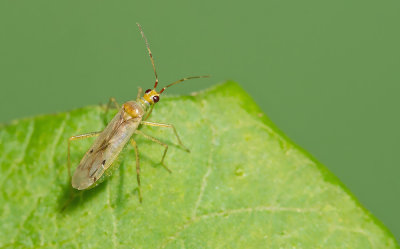 Dicyphus epilobii / Harig-wilgenroosjebochelwants 
