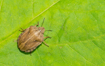 Eurygaster testudinaria / Gewone pantserwants 