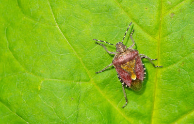 Sloe Shieldbug / Bessenschildwants
