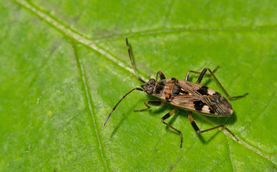 Beosus maritimus / Bonte zandrookwants