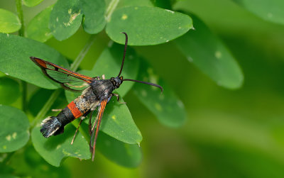 Red-tipped Clearwing / Wilgenwespvlinder