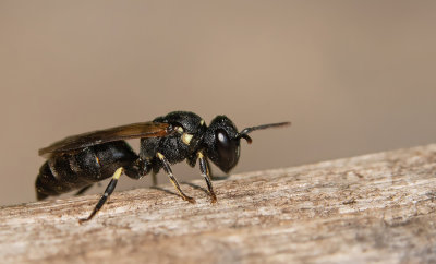 Hylaeus dilatatus /  Brilmaskerbij