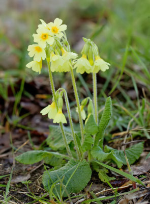 Primula elatior / Slanke sleutelbloem
