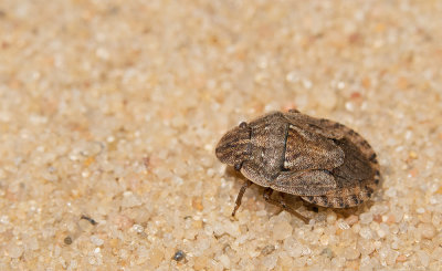 Sciocoris cursitans / Zandschildwants