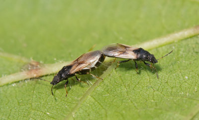 Metopoplax ditomoides / Zwartaderbodemwants