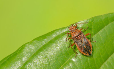 Rhopalus parumpunctatus / Bruinrode glasvleugelwants