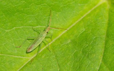 Trigonotylus caelestialium / Rijstwigkop