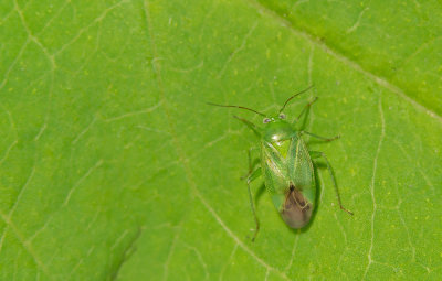 Apolygus lucorum / Groene schaduwwants