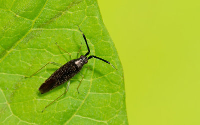 Heterotoma planicornis / Slanke diksprietblindwants