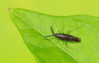 Heterotoma planicornis / Slanke diksprietblindwants