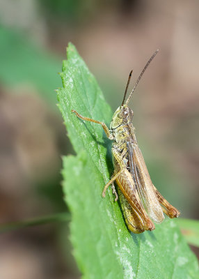 Chorthippus apricarius / Locomotiefje