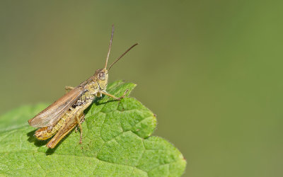 Chorthippus apricarius / Locomotiefje