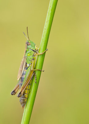 Water-meadow Grasshopper / Zompsprinkhaan