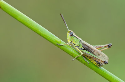 Water-meadow Grasshopper / Zompsprinkhaan