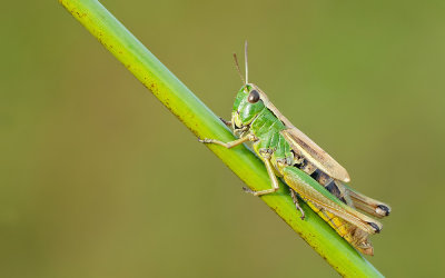 Water-meadow Grasshopper / Zompsprinkhaan