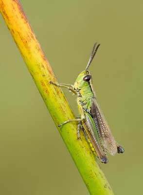 Water-meadow Grasshopper / Zompsprinkhaan