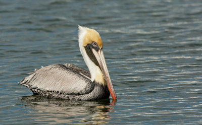 Brown pelican / Bruine pelikaan 