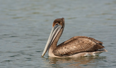 Brown pelican / Bruine pelikaan 