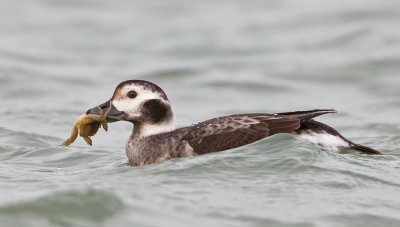 Long-tailed duck / IJseend