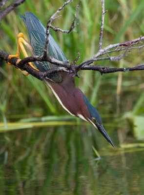 Green Heron / Groene Reiger