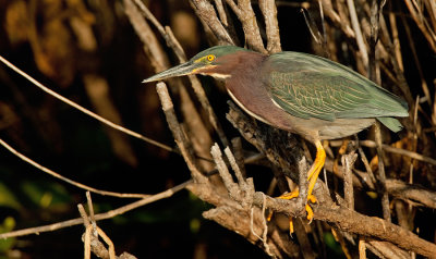 Green Heron / Groene Reiger