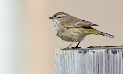 Palmwarbler / Palmzanger 
