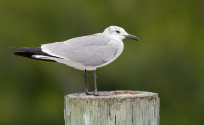 Laughing gull / Lachmeeuw