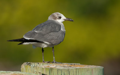 Laughing gull / Lachmeeuw