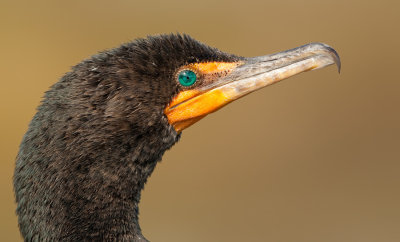 Double-crested Cormorant / Geoorde aalscholver