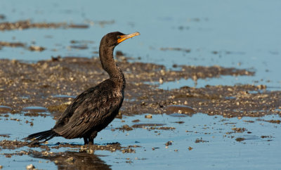 Double-crested Cormorant / Geoorde aalscholver