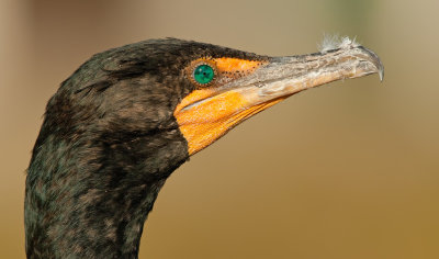 Double-crested Cormorant / Geoorde aalscholver