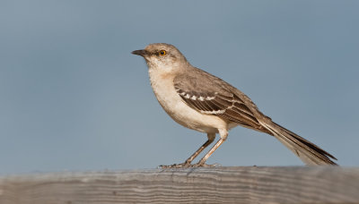 Northern mockingbird / Spotlijster