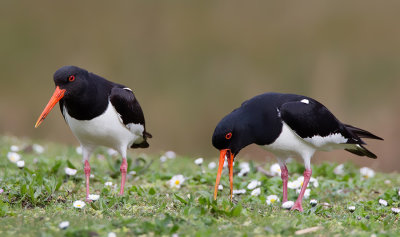 Oystercatcher / Scholekster 