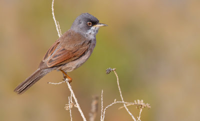 Spectacled warbler / Brilgrasmus