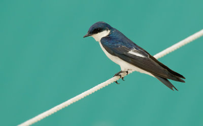 White-winged Swallow / Witbuikzwaluw