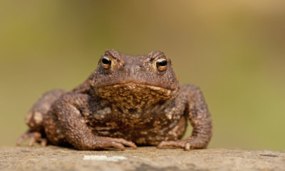Gewone pad / Common Toad