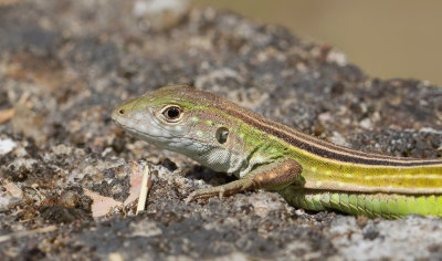 Rainbow whiptail / Wenkpootje