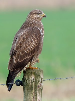 Buzzard / Buizerd