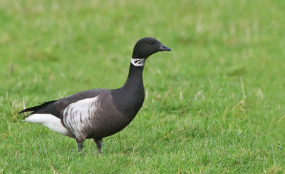 Black Brant / Zwarte rotgans