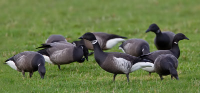 Black Brant / Zwarte rotgans